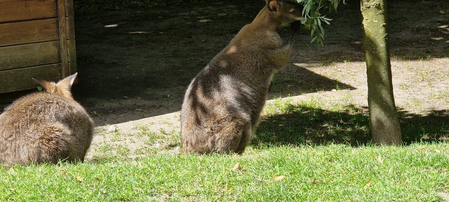 Mini-Tierpfleger im Tierpark in Hamm