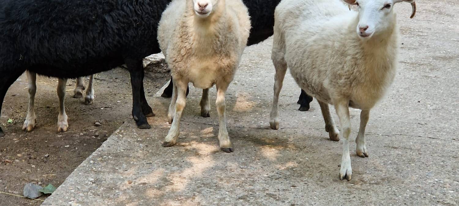 Mini-Tierpfleger im Tierpark in Hamm