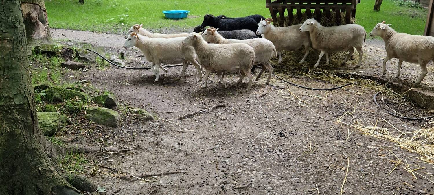 Mini-Tierpfleger im Tierpark in Hamm
