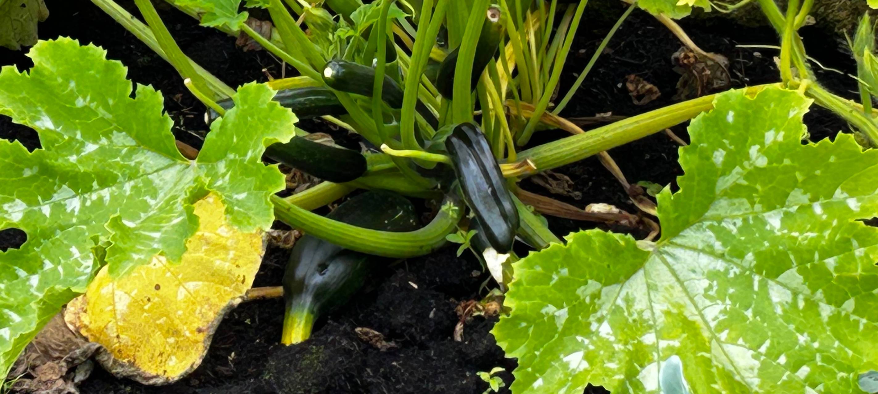 Der Antenne Unna-Garten: #14 Grillen