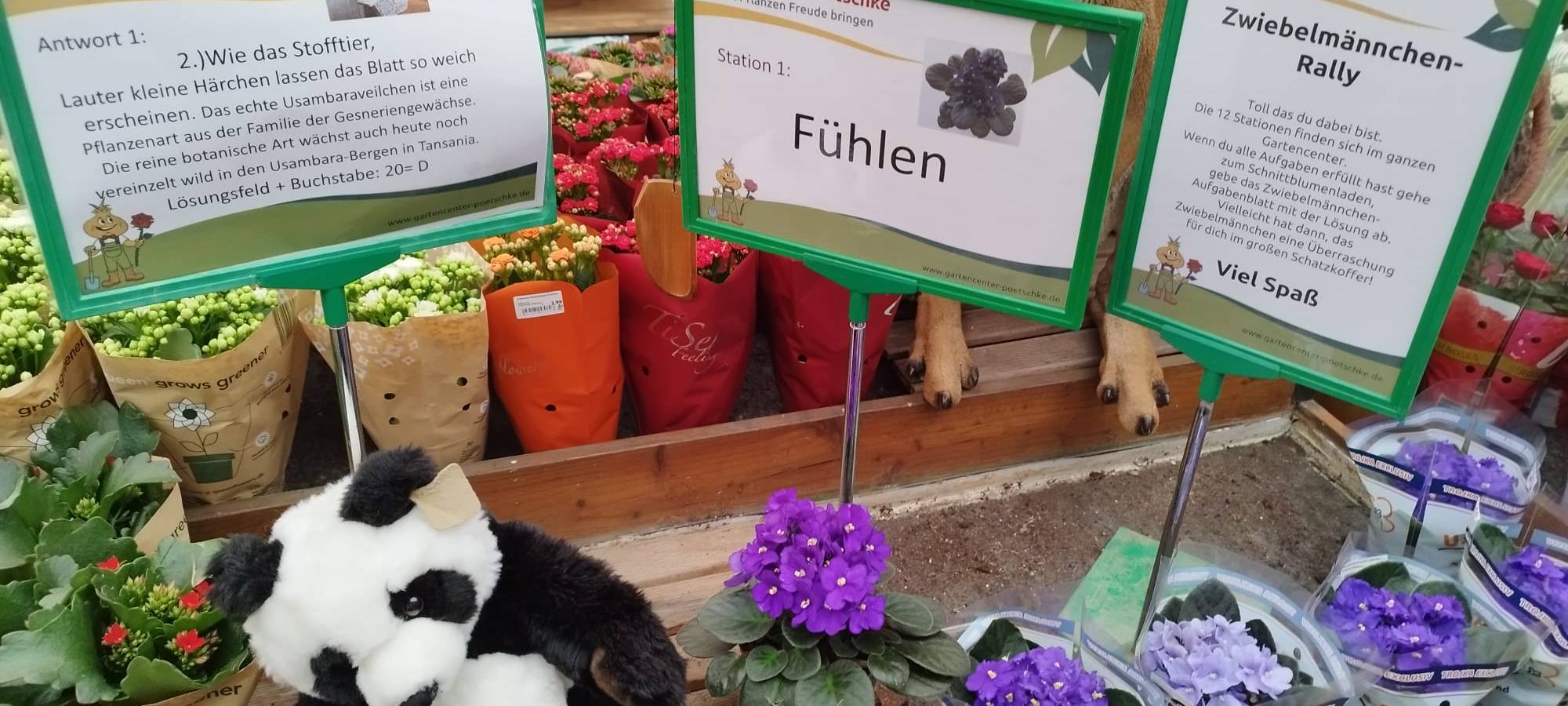 Der Antenne Unna-Garten: #15 Zwiebelmännchenrally