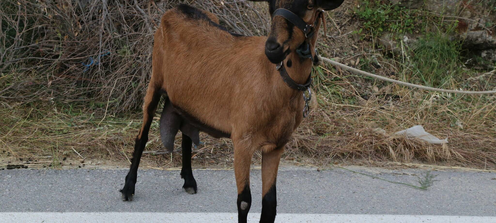 Sorge um Zootiere in Dortmund