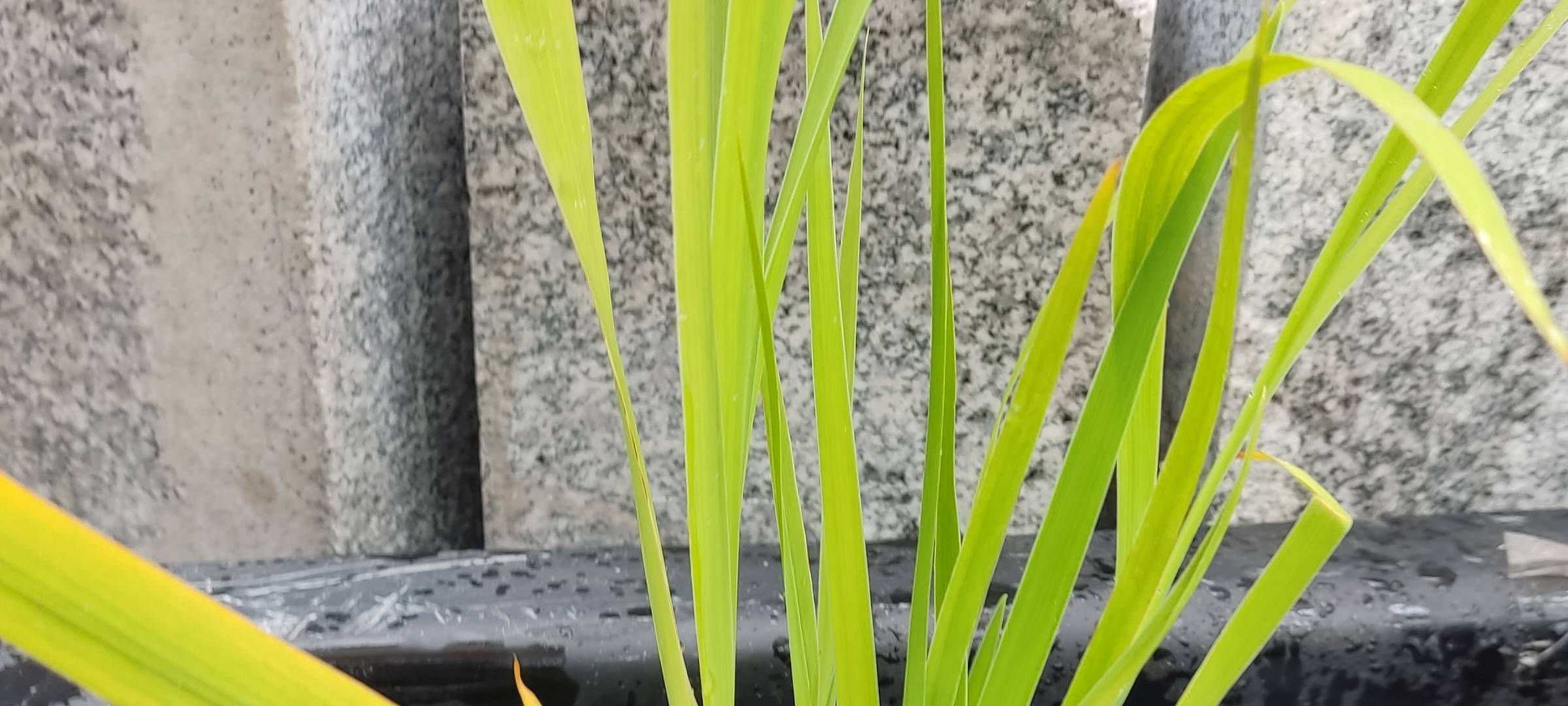 Der Antenne Unna-Garten: #16 Teich und Regen