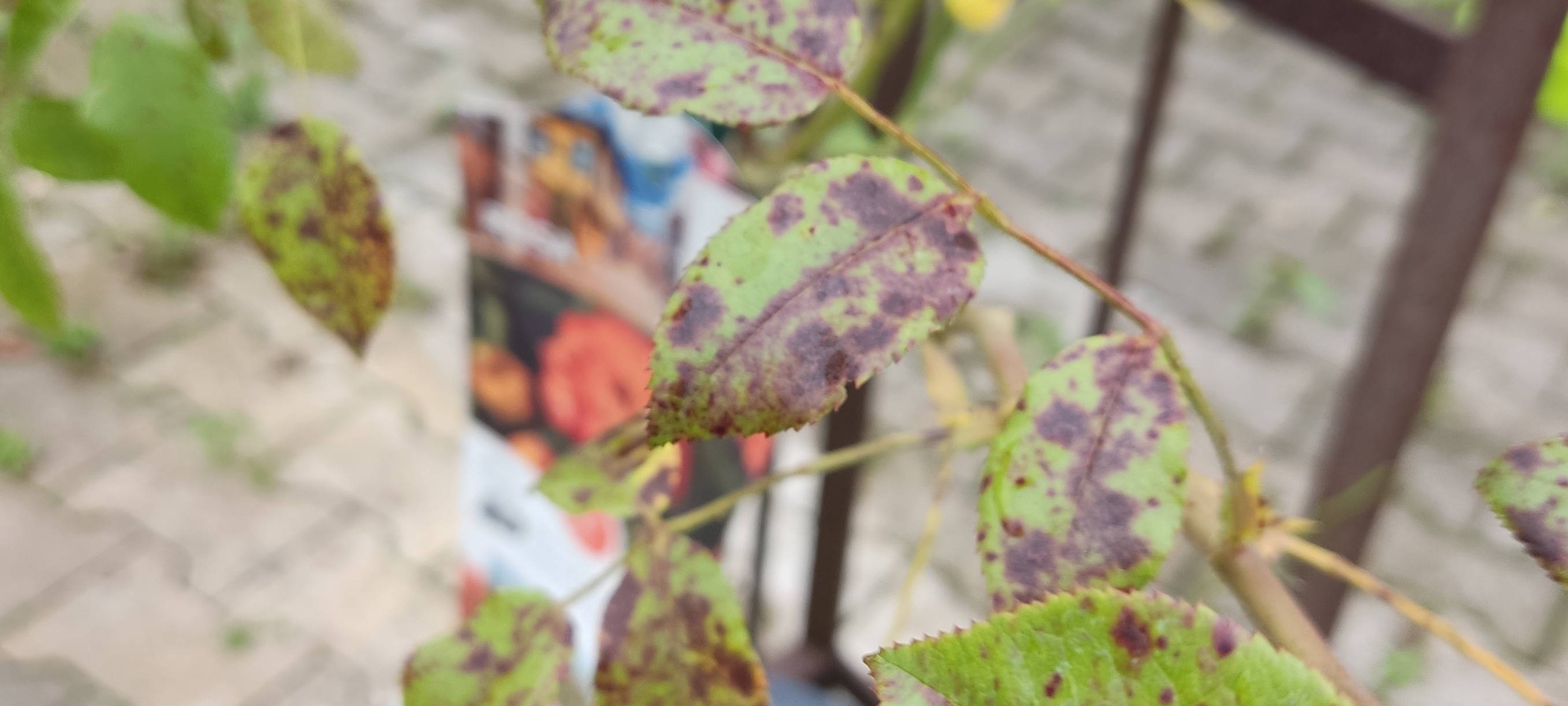 Der Antenne Unna-Garten: #16 Teich und Regen