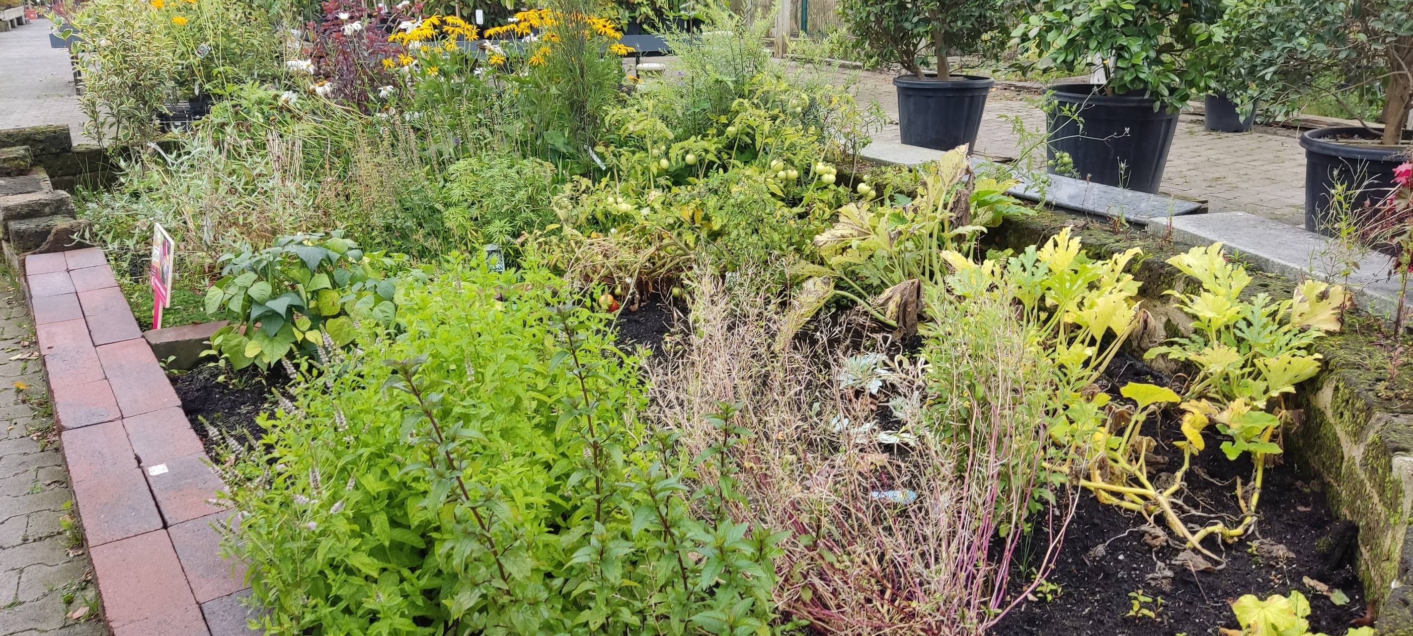 Der Antenne Unna-Garten: #16 Teich und Regen