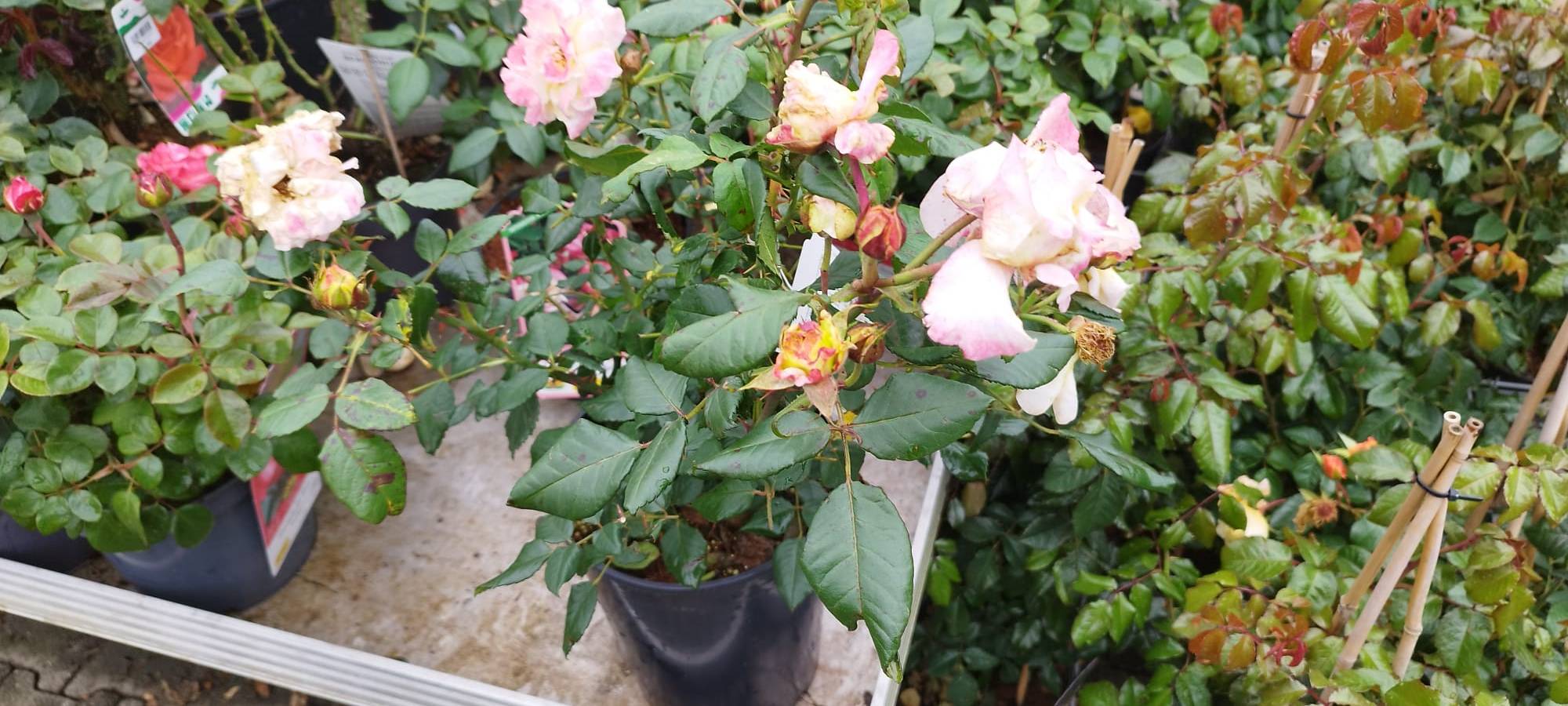 Der Antenne Unna-Garten: #17 Rückschnitt