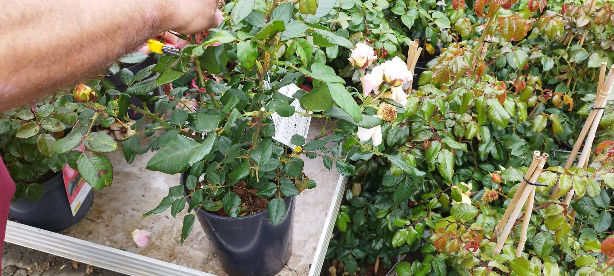 Der Antenne Unna-Garten: #17 Rückschnitt