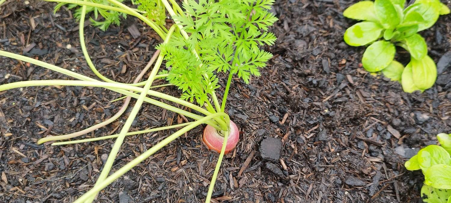 Der Antenne Unna-Garten: #17 Rückschnitt