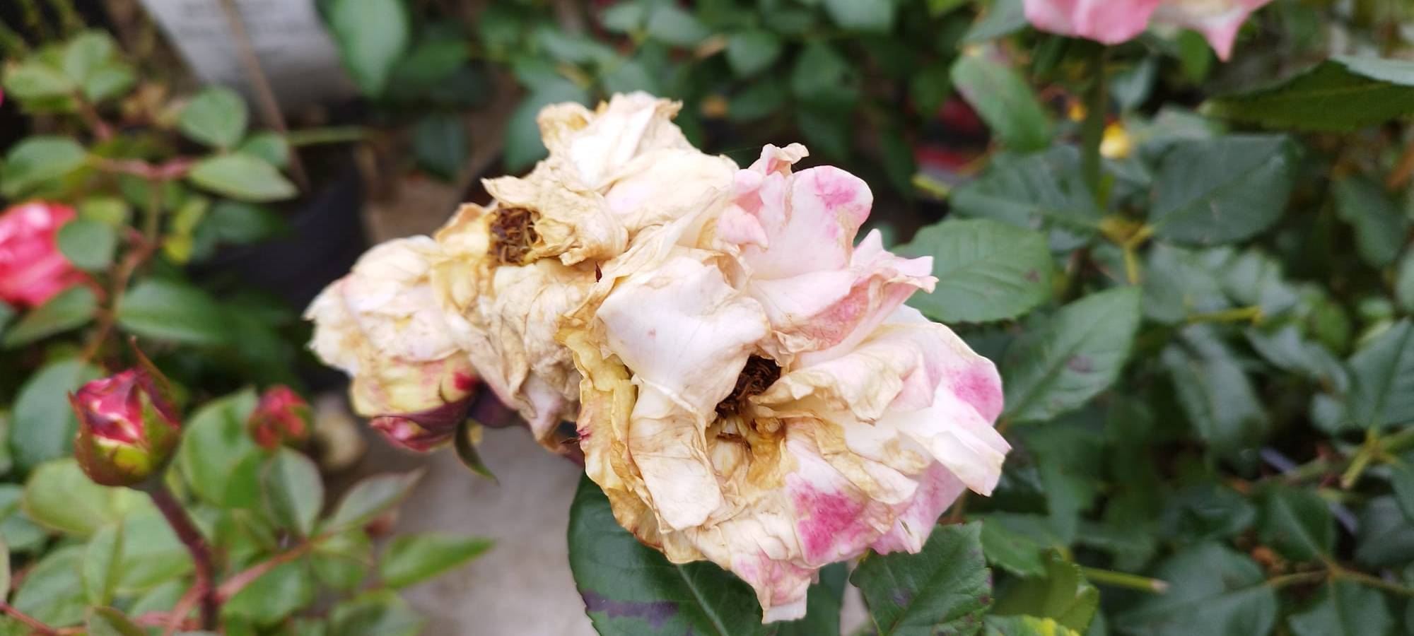 Der Antenne Unna-Garten: #17 Rückschnitt