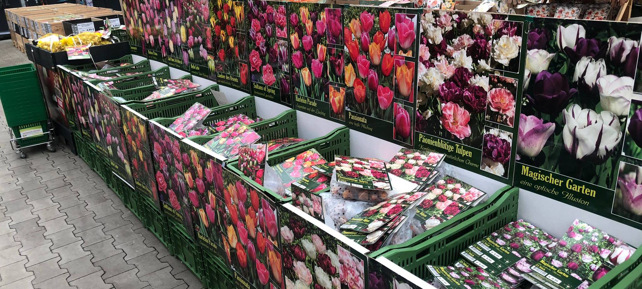 Der Antenne Unna-Garten: #19 Blumenzwiebeln