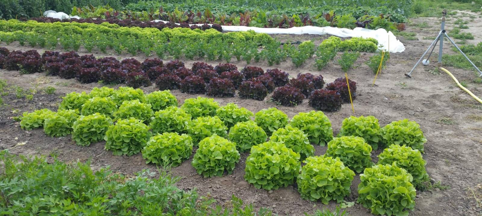 Solidarische Landwirtschaft in Unna