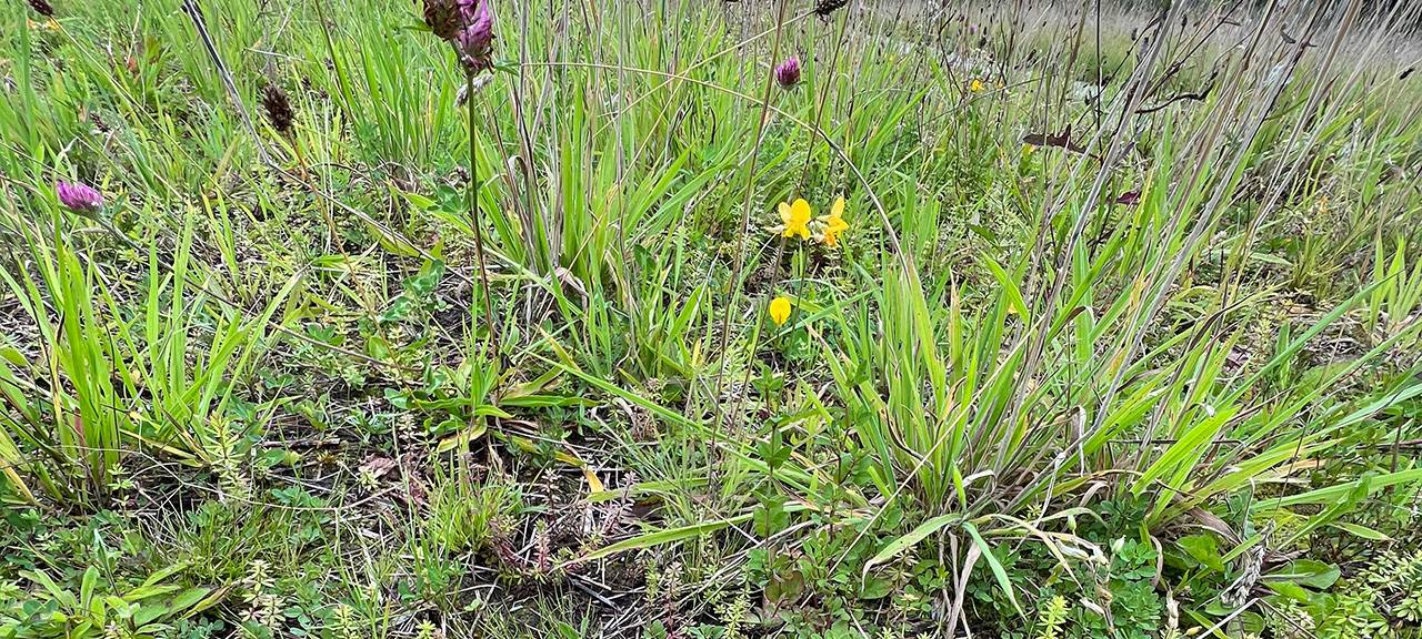 Lünen: An der B54 wird es grüner