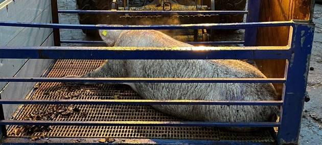 Werne: Schwein löst Einsatz aus