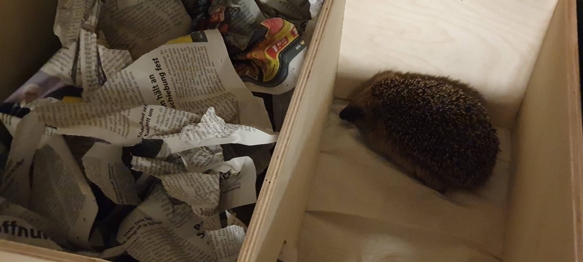 Kleine, dünne und schwache Igel brauchen jetzt Hilfe