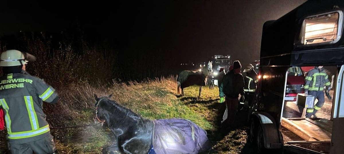 Werne: Pferd in Not