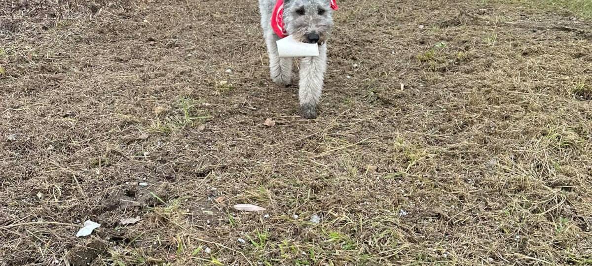 Dog Walkerin aus Werne sammelt Müll