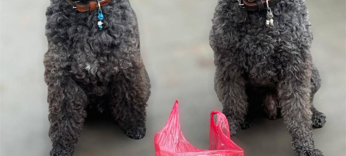 Dog Walkerin aus Werne sammelt Müll