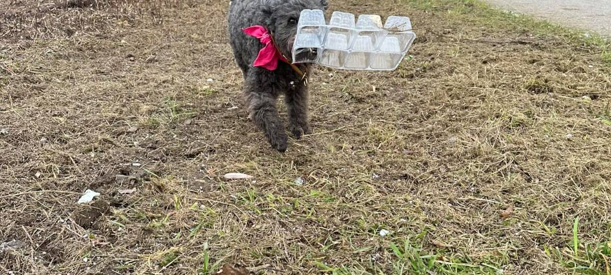 Dog Walkerin aus Werne sammelt Müll