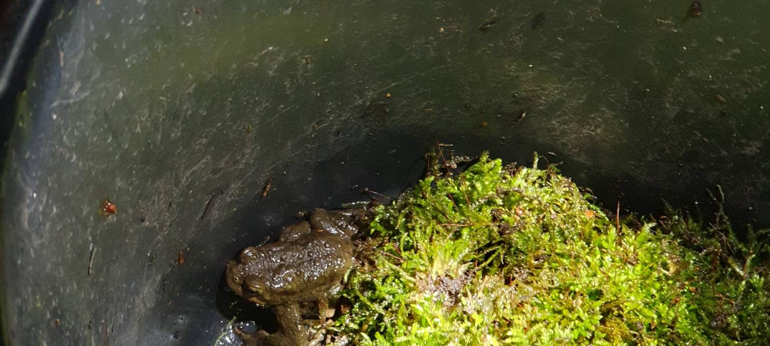 Krötenwanderung in Holzwickede