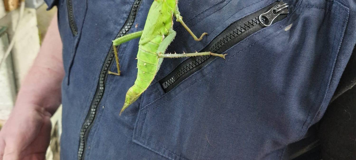 Tag des Haustiers: Firma Kerf aus Unna verkauft Vogelspinnen