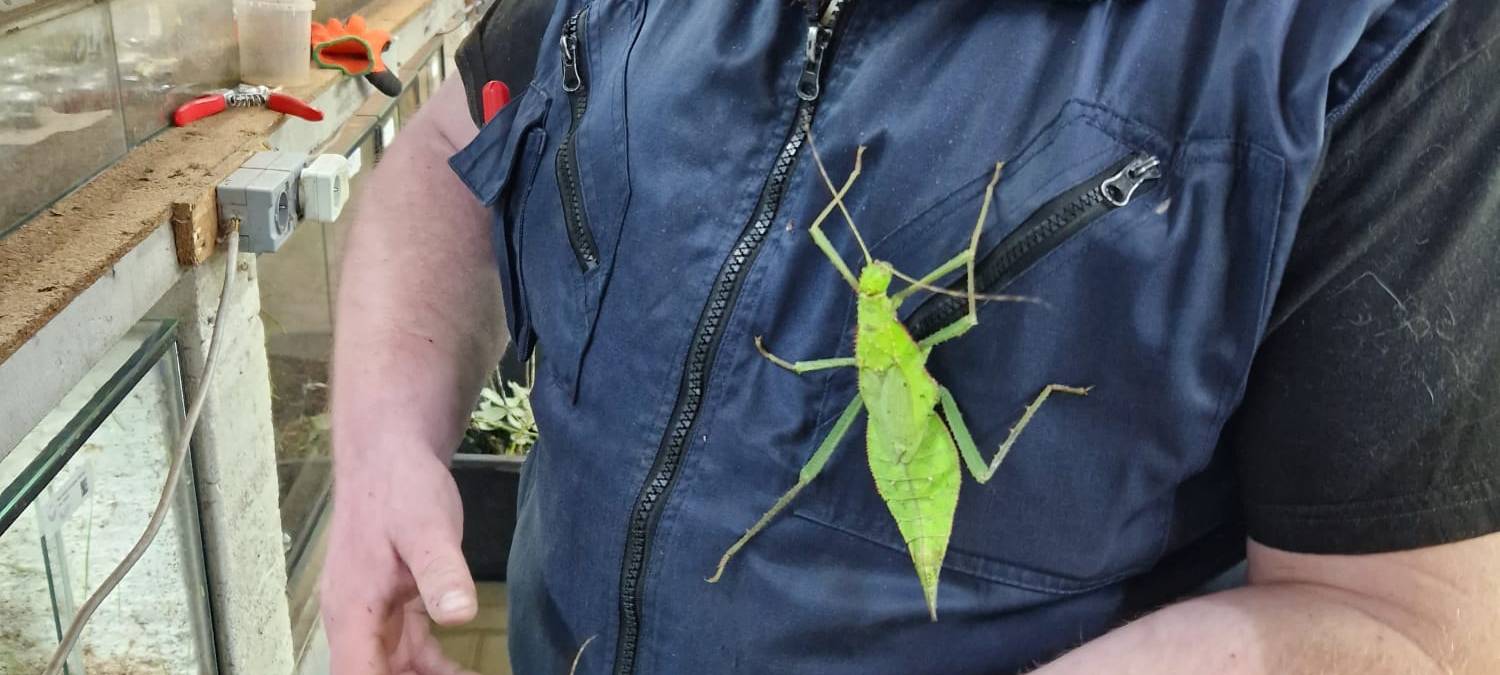 Tag des Haustiers: Firma Kerf aus Unna verkauft Vogelspinnen
