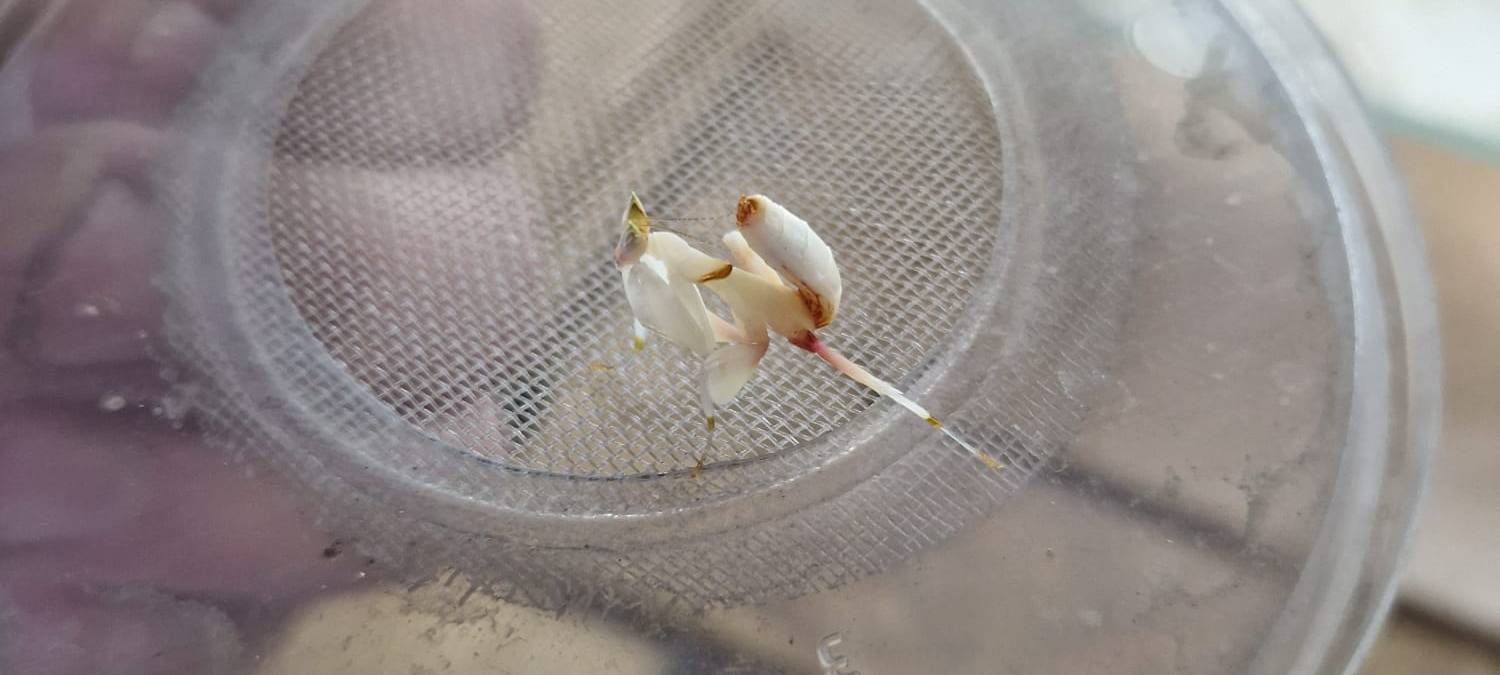 Tag des Haustiers: Firma Kerf aus Unna verkauft Vogelspinnen