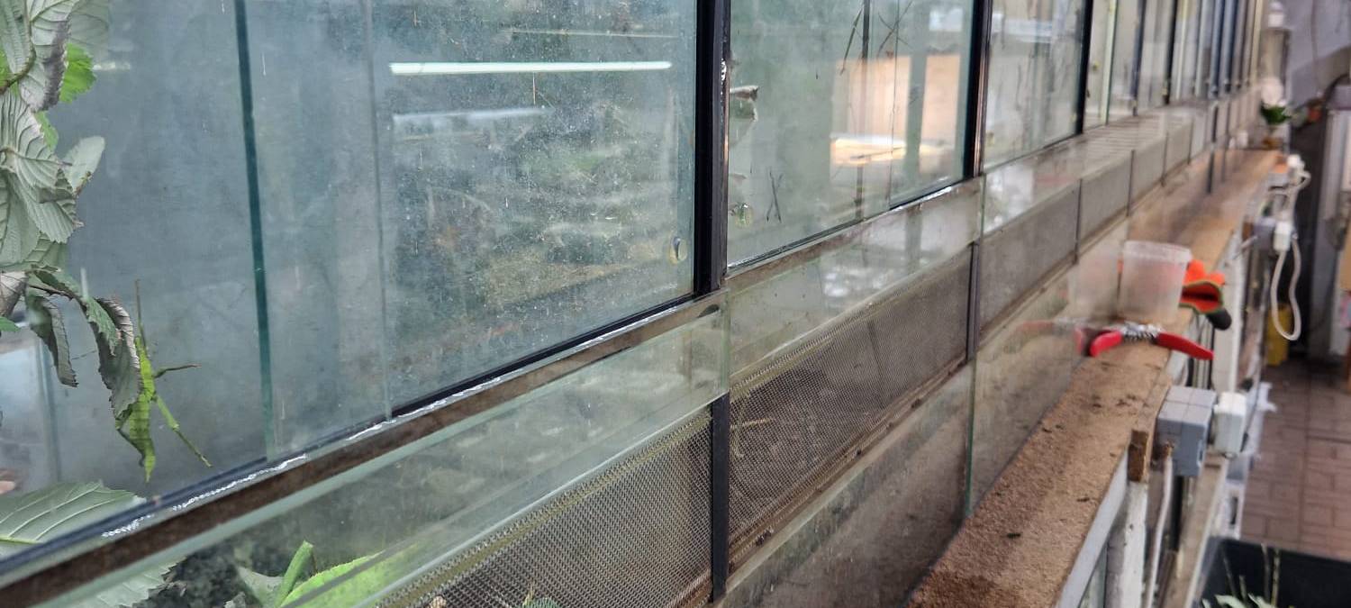 Tag des Haustiers: Firma Kerf aus Unna verkauft Vogelspinnen