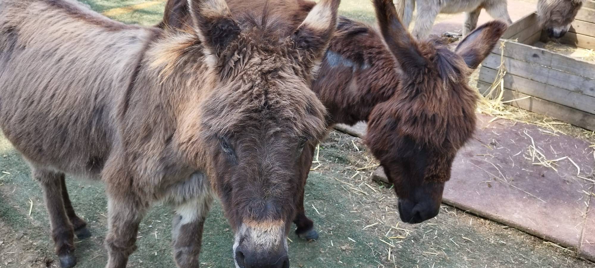Mit Eseln durch Fröndenberg wandern