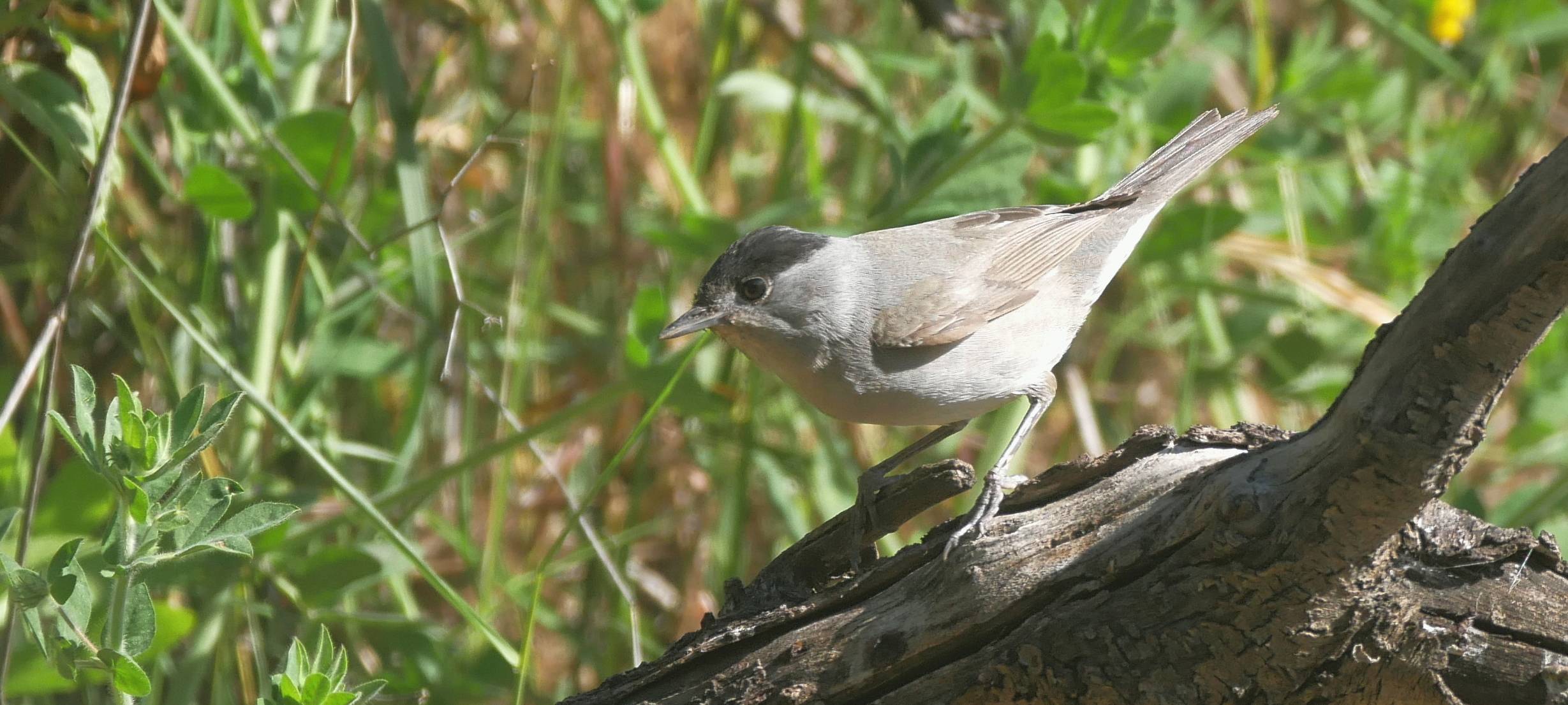 Vogelbestand im Kreis Unna verändert sich