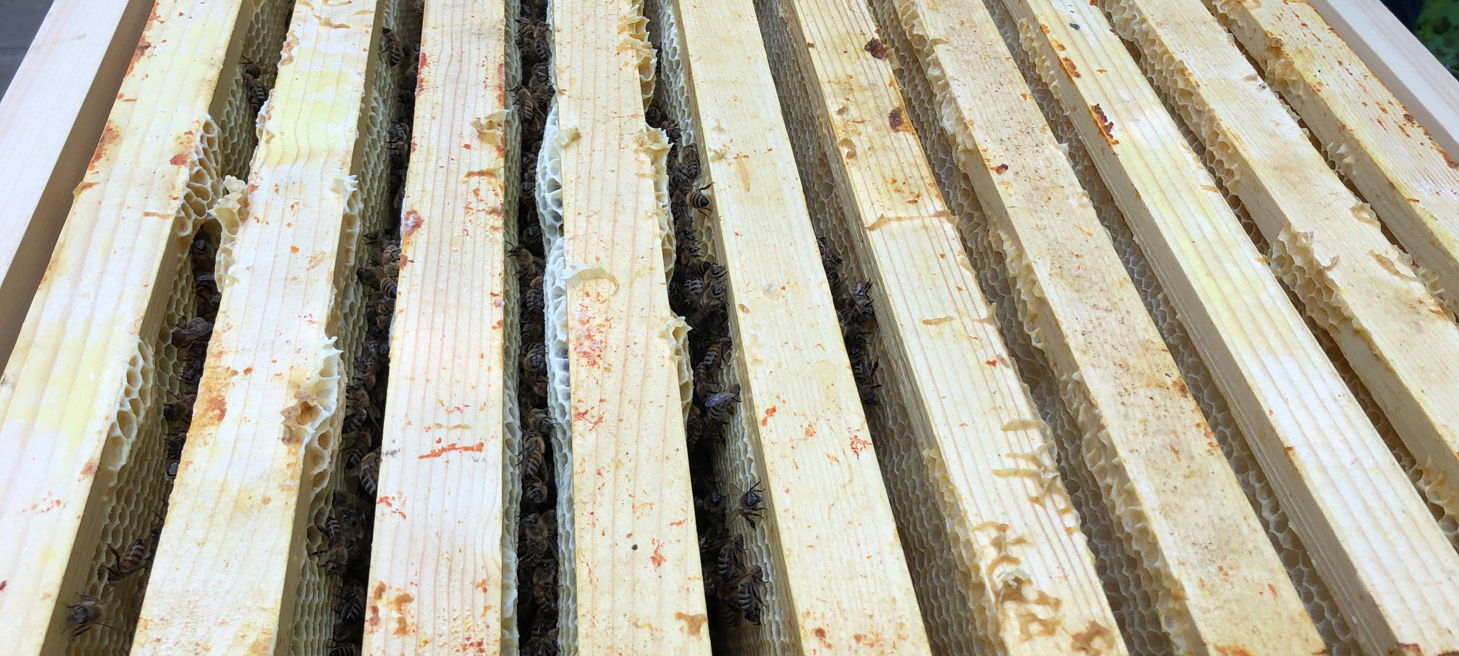 Bienen bei der EGV Unna