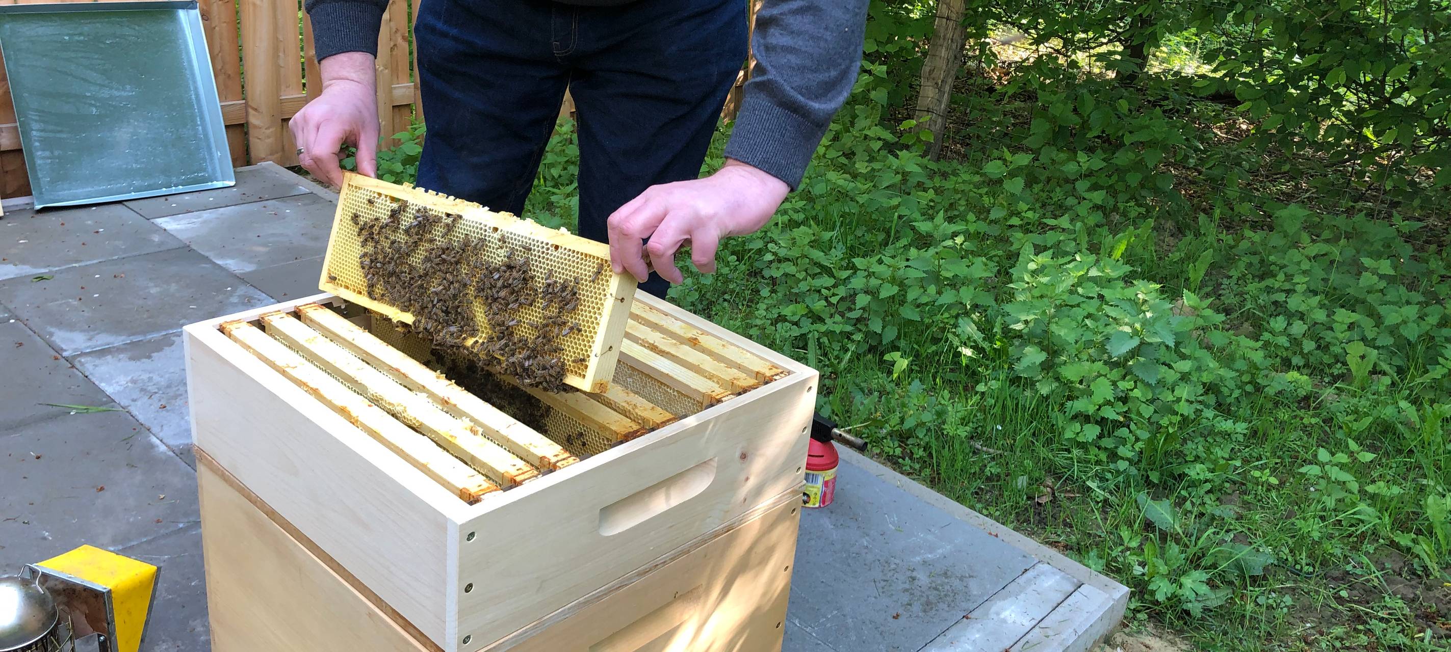 Bienen bei der EGV Unna