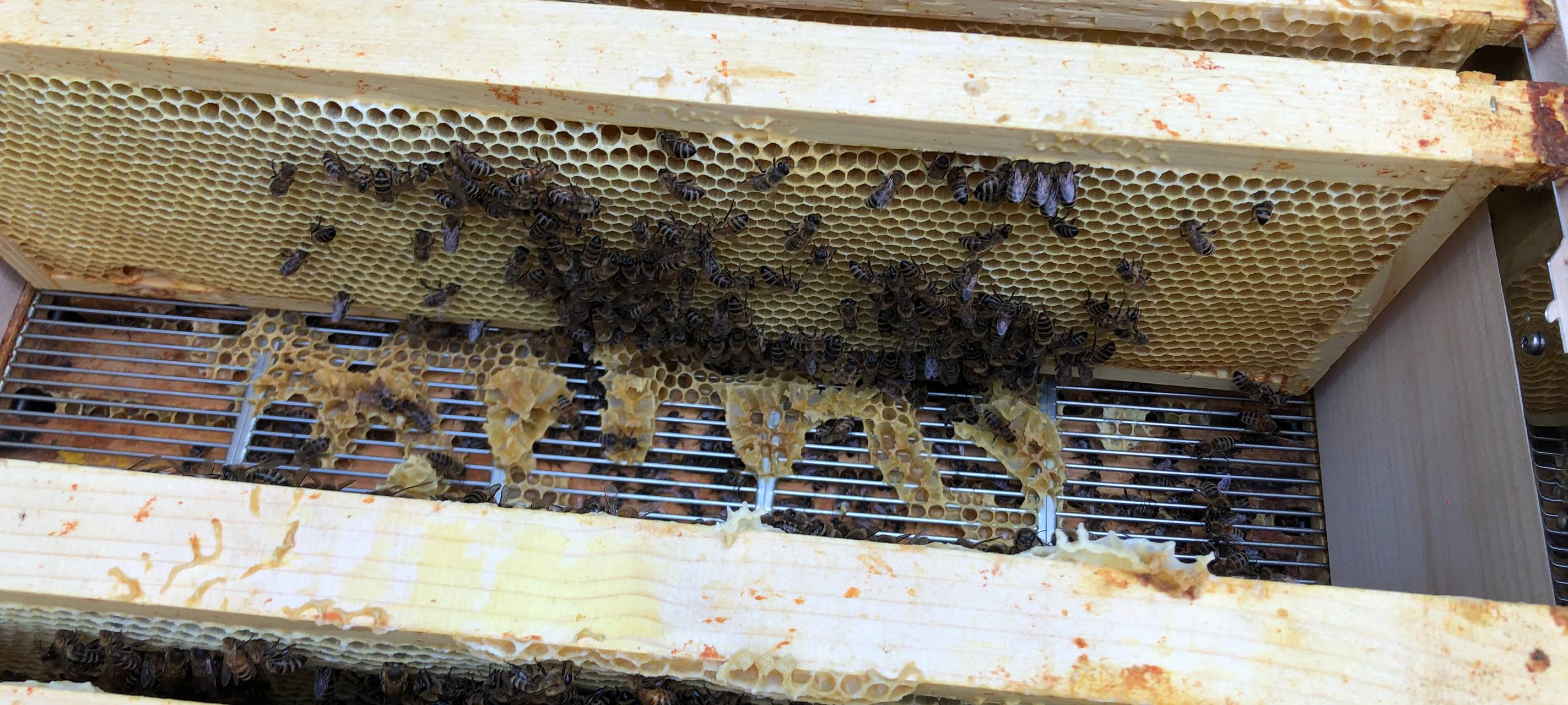 Bienen bei der EGV Unna