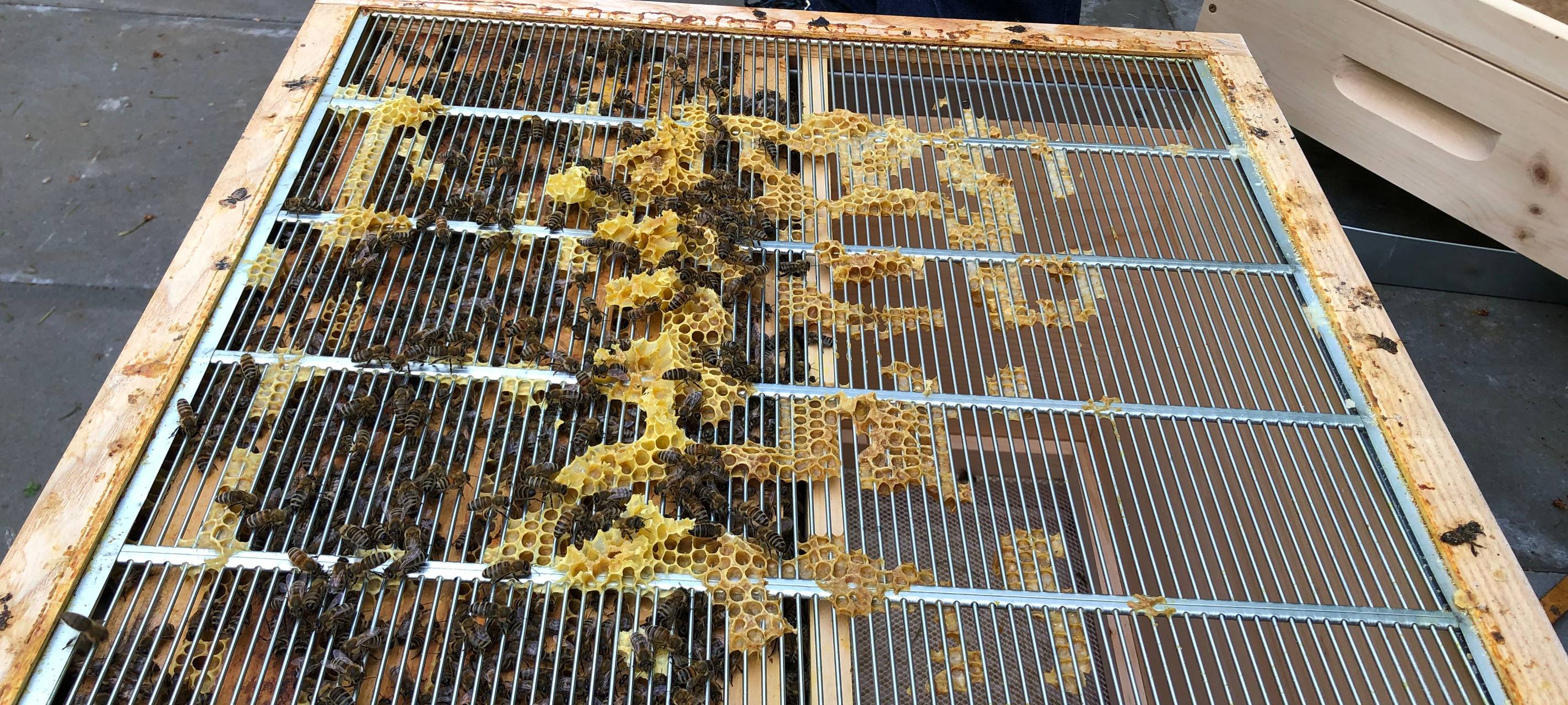 Bienen bei der EGV Unna
