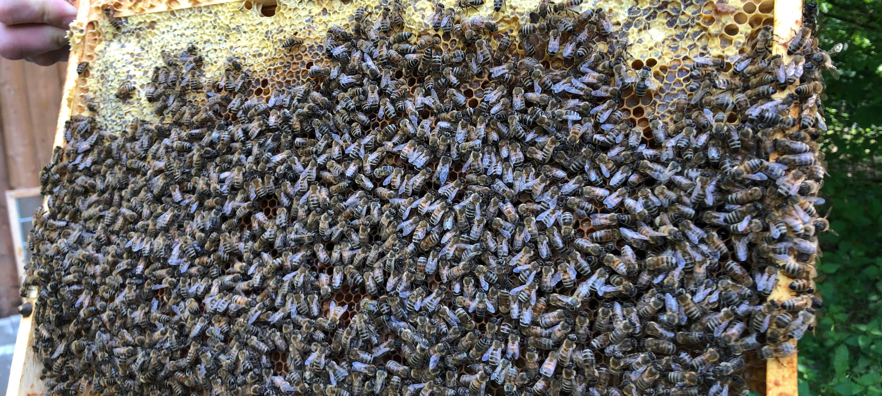 Bienen bei der EGV Unna