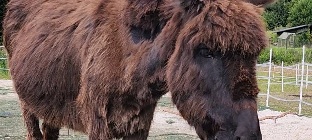Annabelle entscheidet sich für die schottische Schüssel
