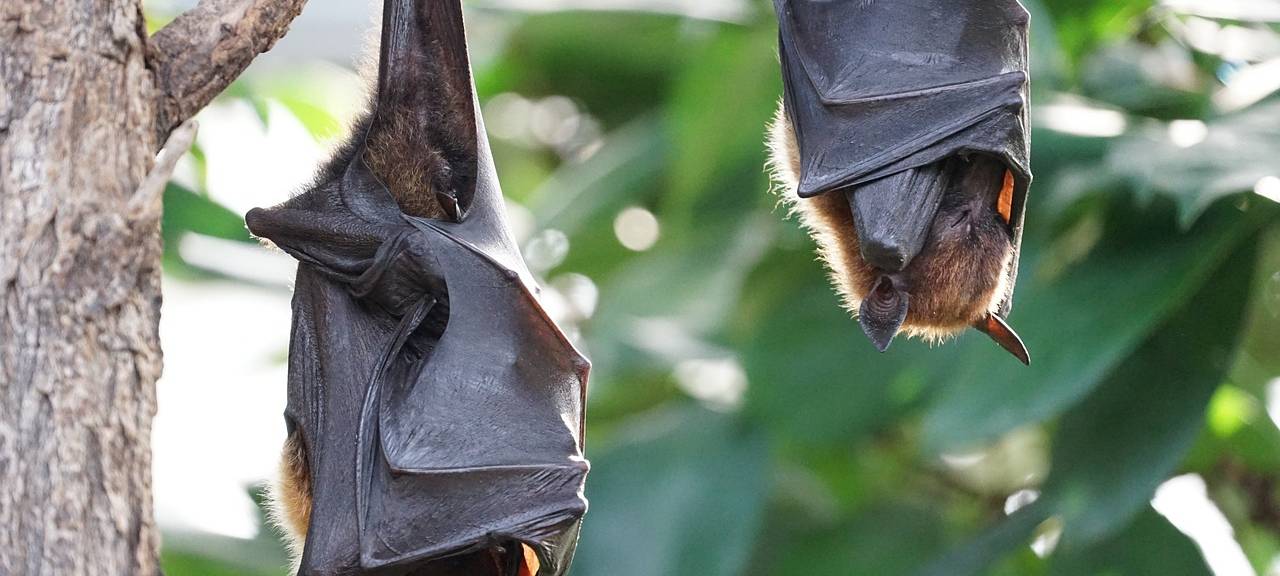 Selm: Tollwut bei Fledermaus im Kreis Unna