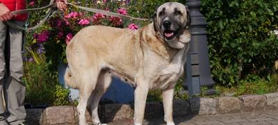 Kreis Unna: Mehrere Tiere suchen ein neues Zuhause