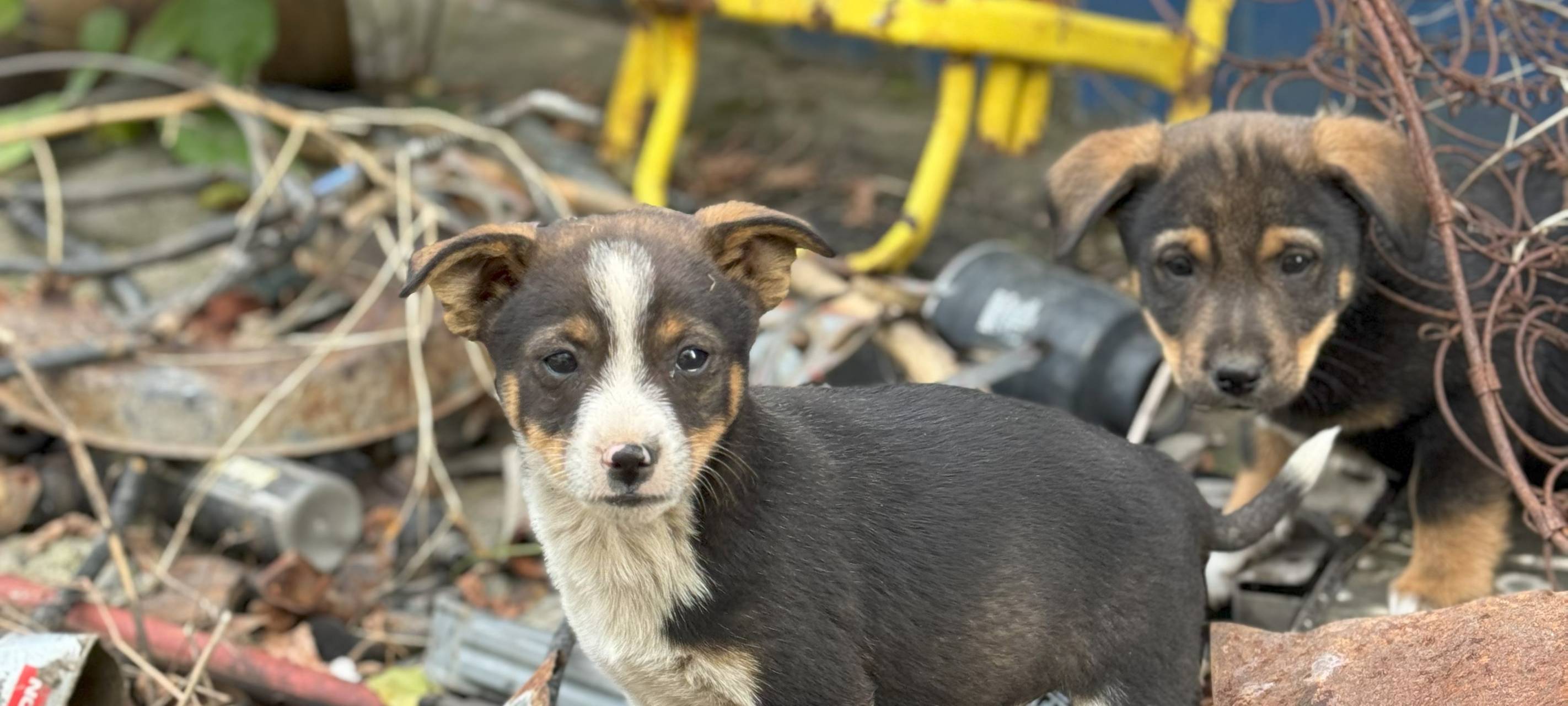 Tiere in der Ukraine