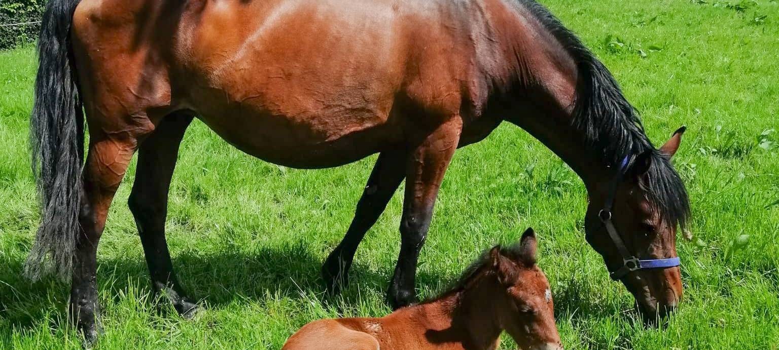 Selm-Bork: Geretteten Pferden geht es gut
