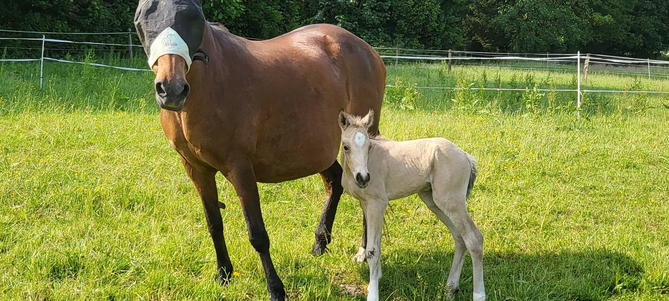 Selm-Bork: Geretteten Pferden geht es gut