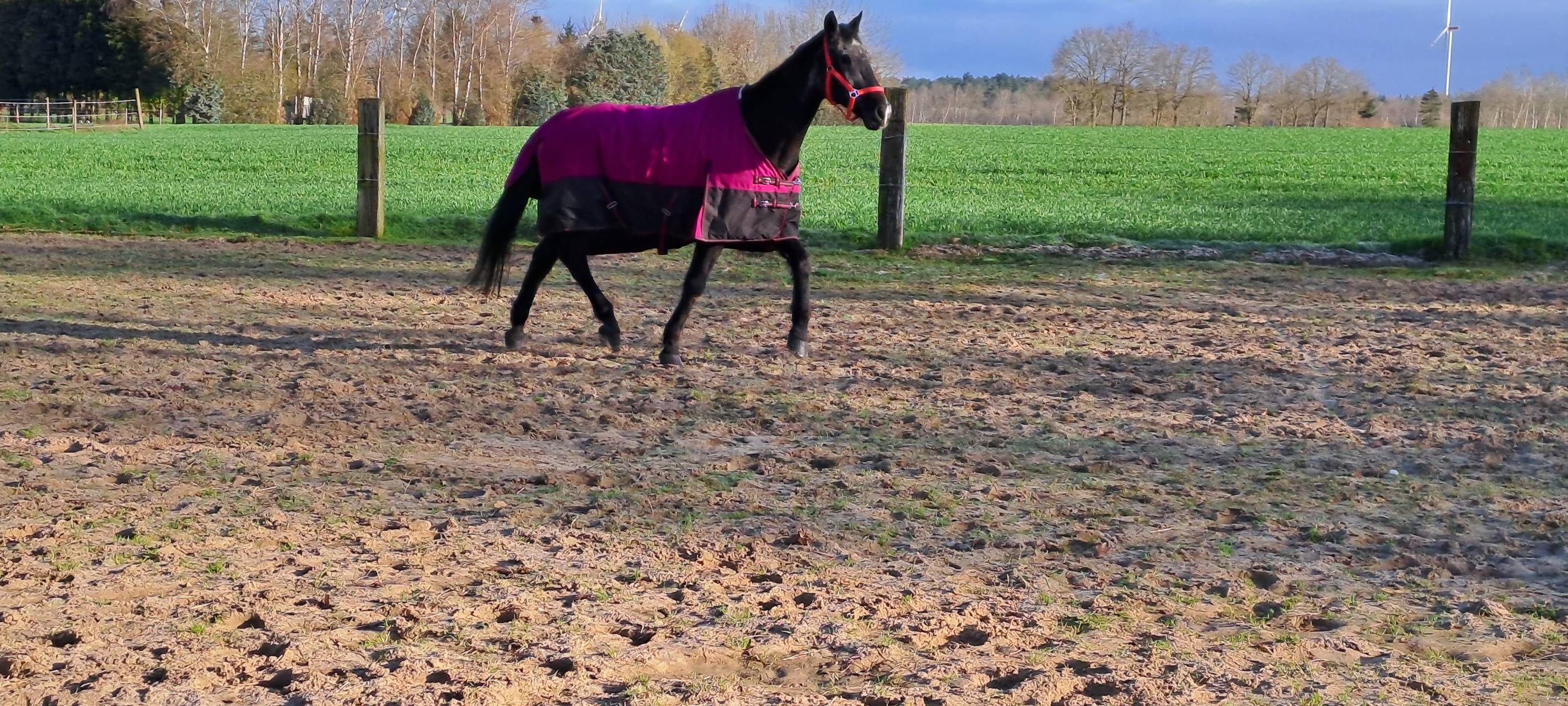Selm-Bork: Geretteten Pferden geht es gut