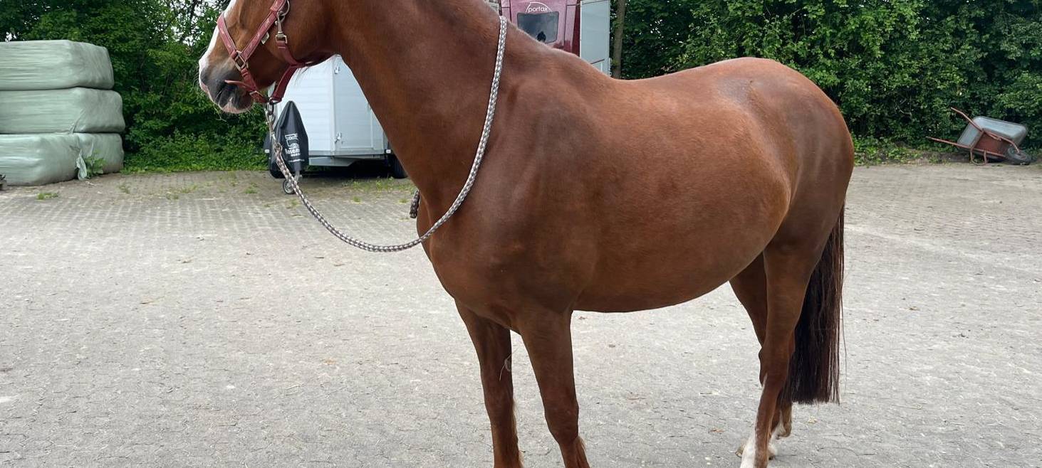 Selm-Bork: Geretteten Pferden geht es gut