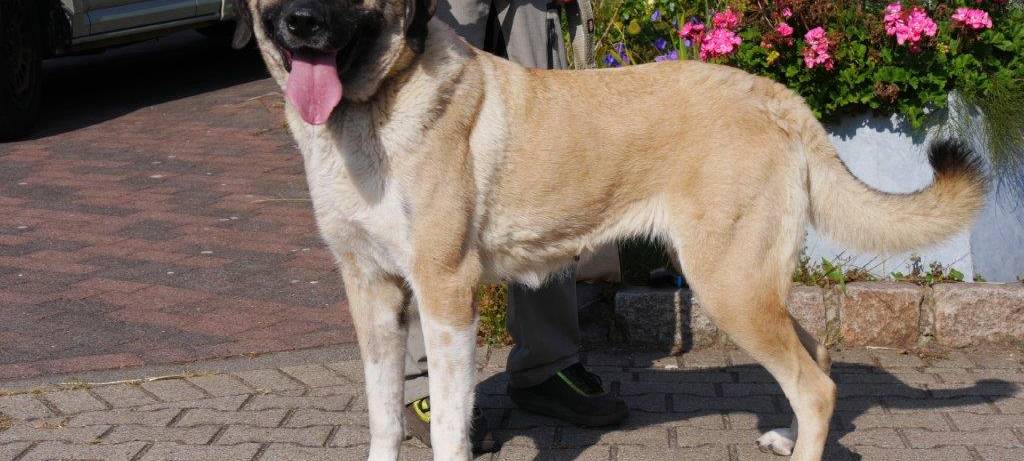 Hundevermittlung: Kreis Unna hilft Staatsanwaltschaft