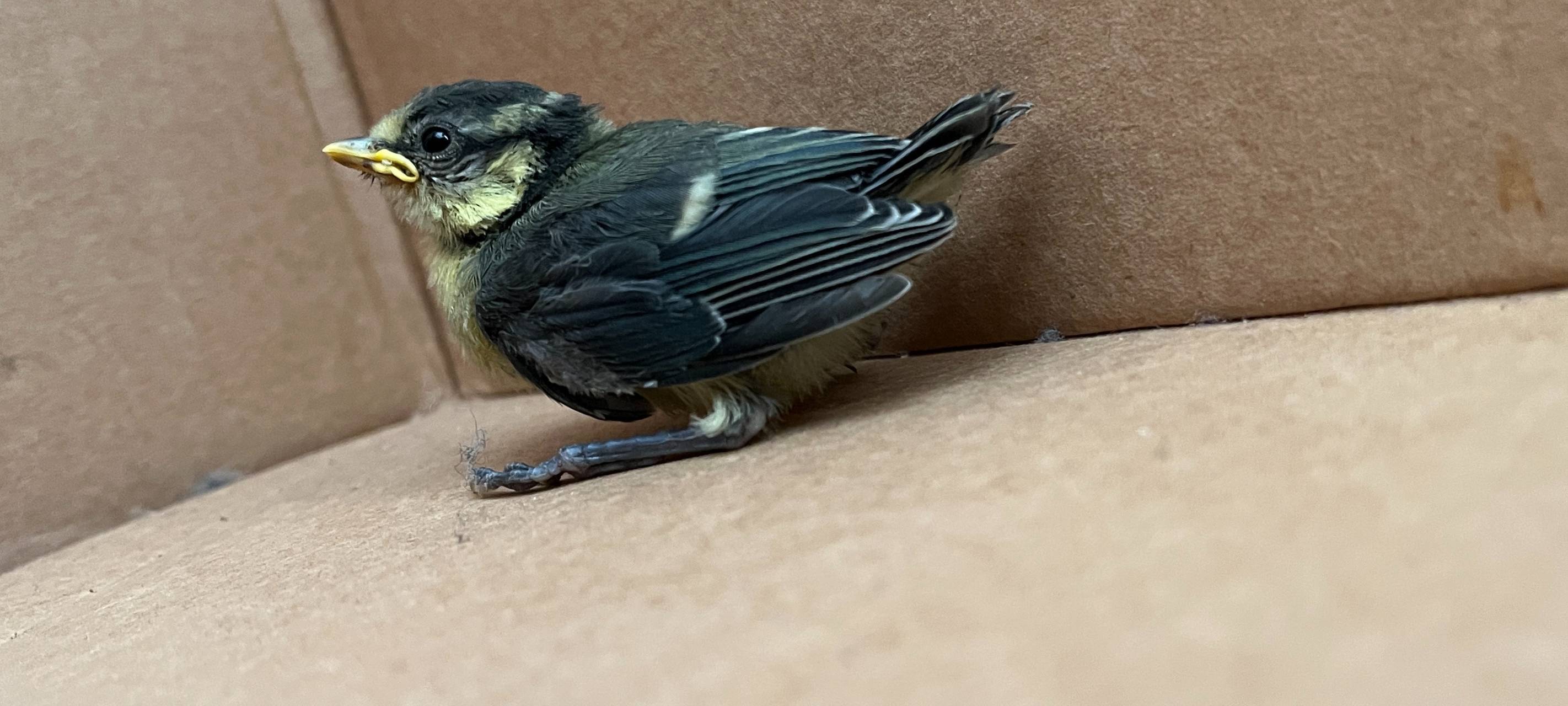 Unna: Polizei hilft Küken in Not