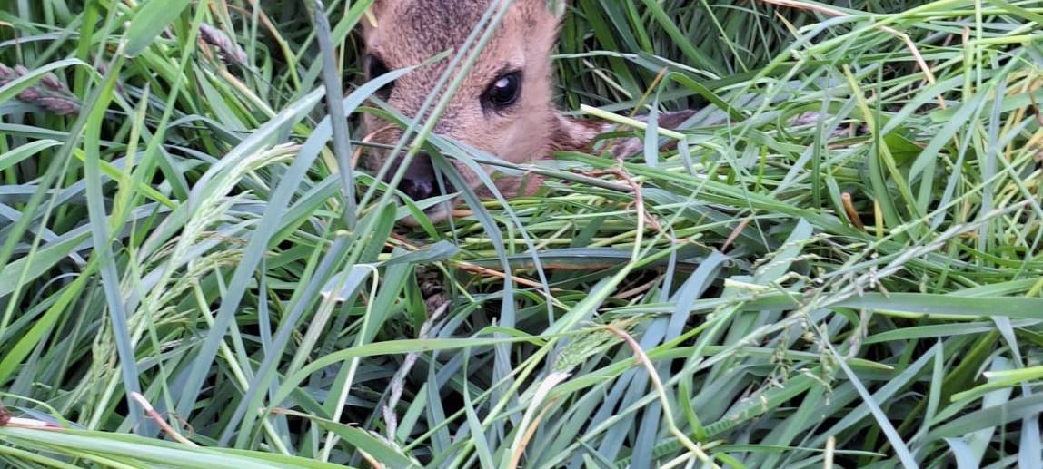 Rehkitze bei Mäharbeiten in Schwerte getötet