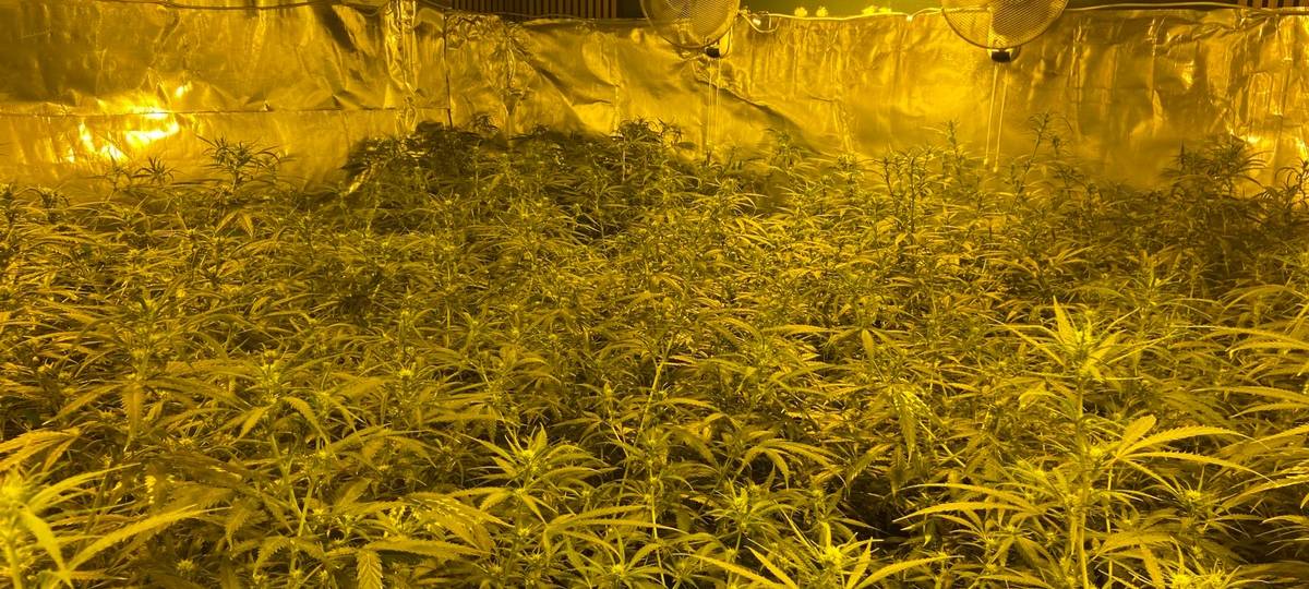 Cannabisplantage, Drogen