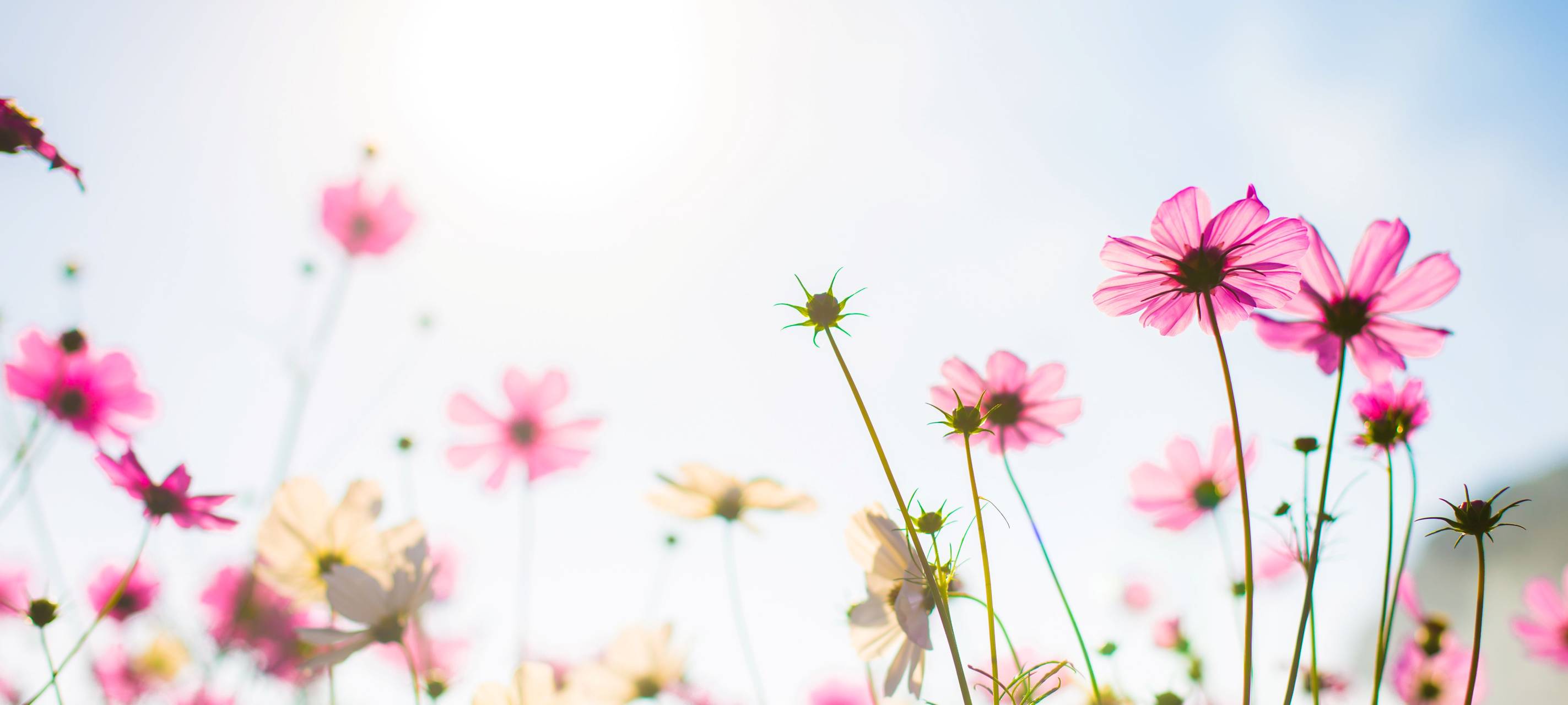 Blumenwiese und Sonnenschein
