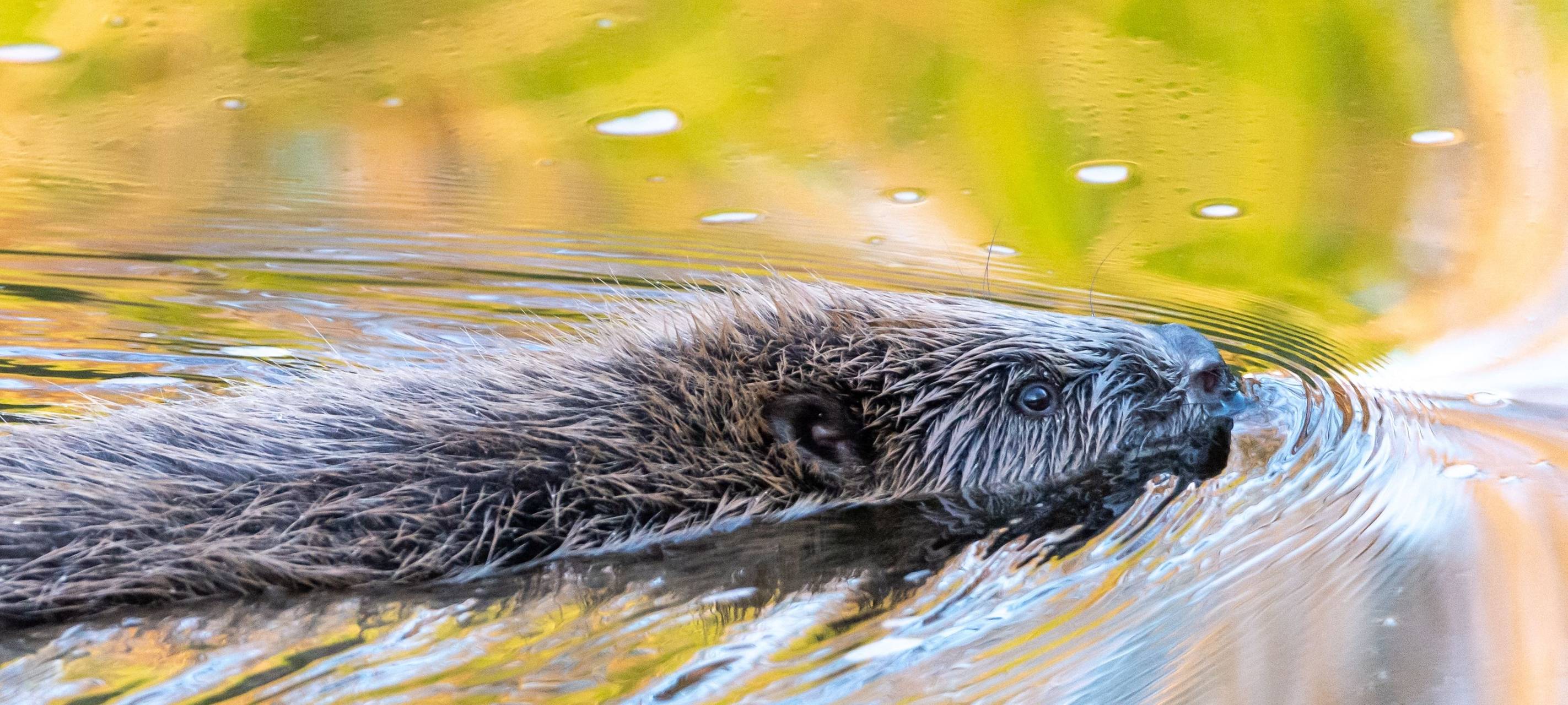 Nutria der im Wasser schwimmt