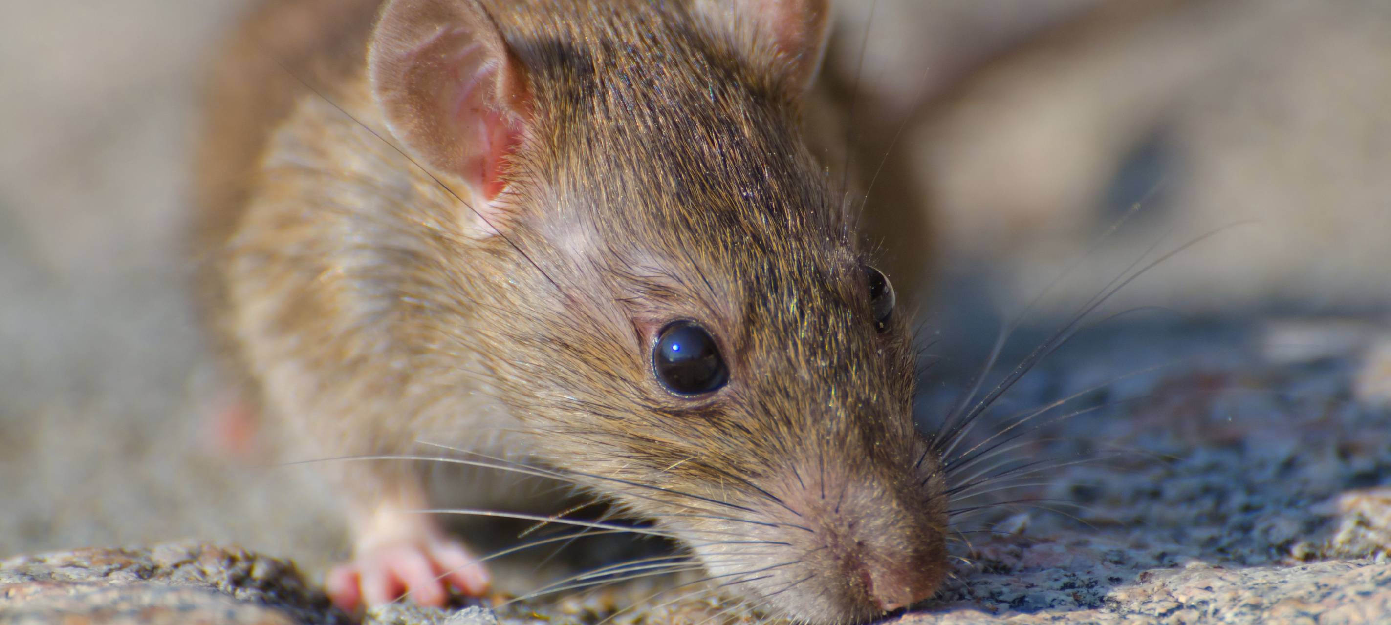 Ratte die am Boden schnuppert