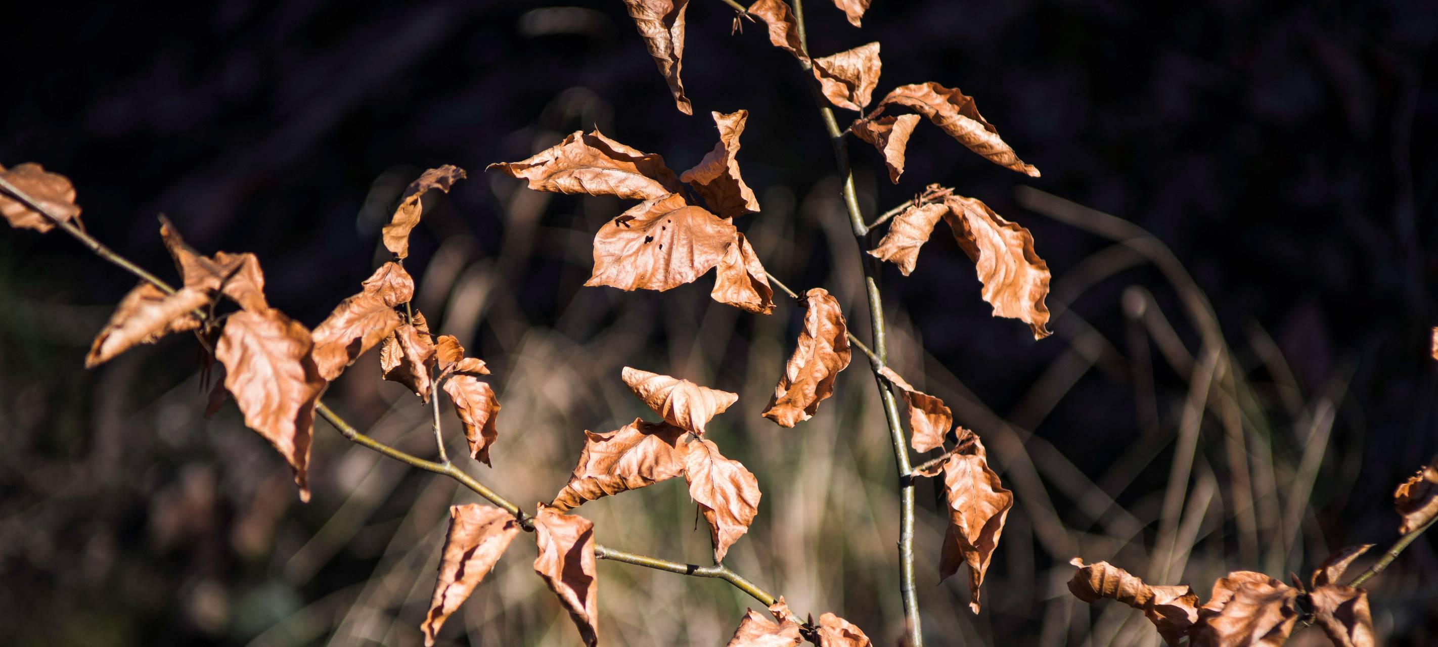 Trockene Blätter an einem Ast